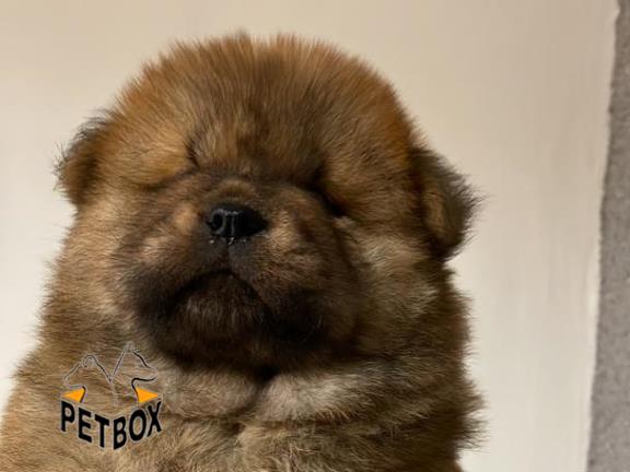 فروش توله ی چاوچاو