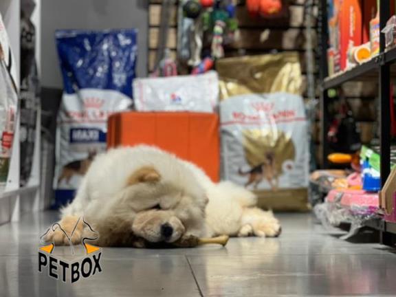 فروش توله ی چاوچاو