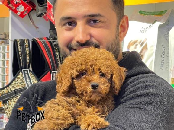 فروش توی پودل