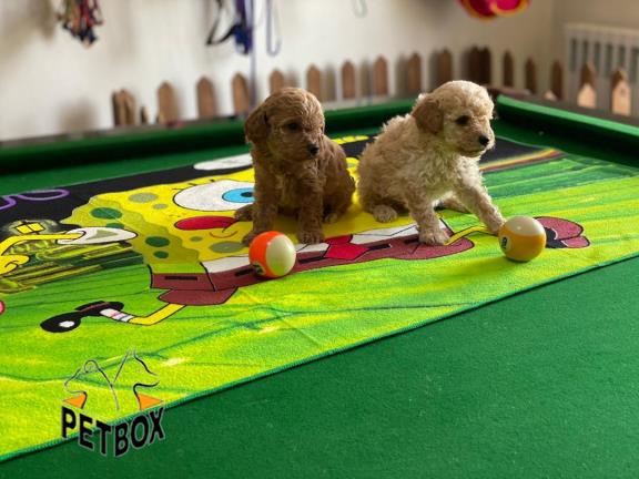 فروش توی پودل