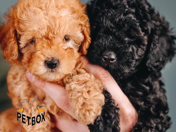 فروش توله های توی پودل