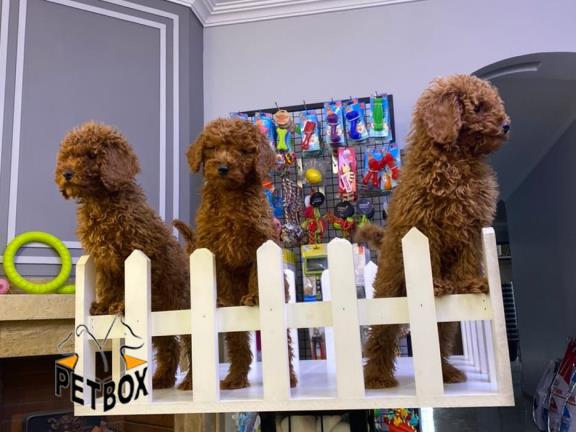 فروش توی پودل