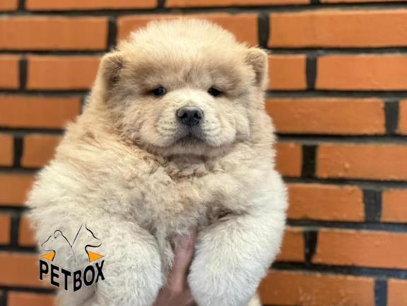 فروش توله های چاوچاو