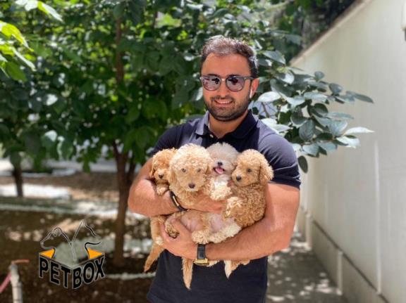 فروش توی پودل