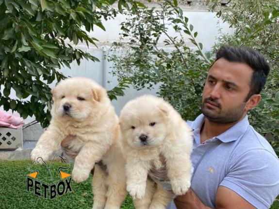 فروش توله های چاوچاو