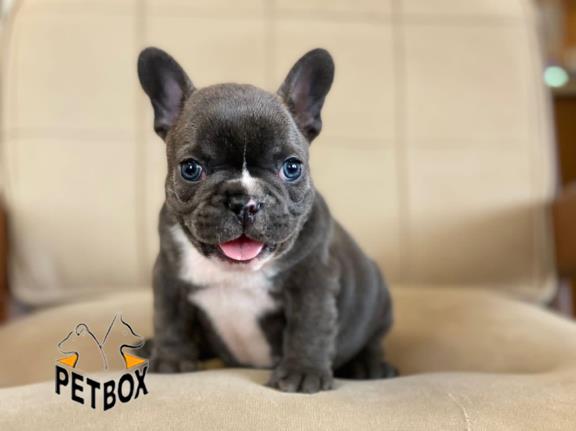 فروش توله های فرنچ بولداگ 