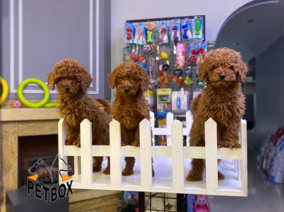 رفروش توی پودل