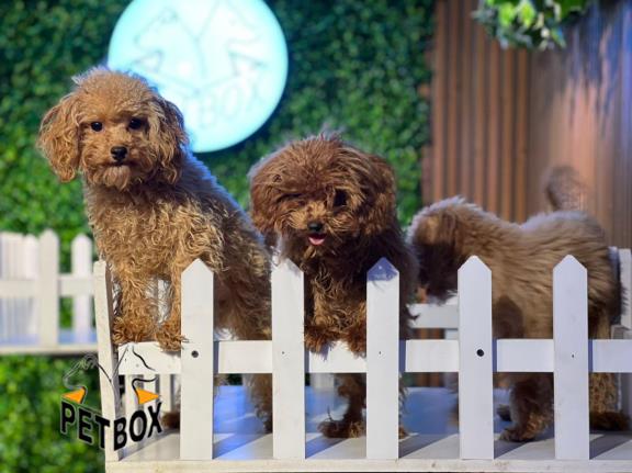 فروش توی پودل