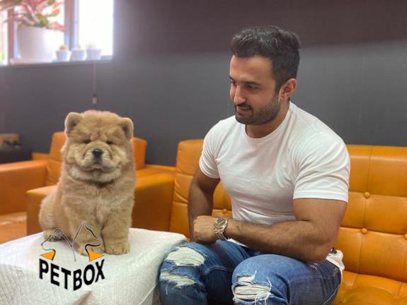 فروش توله ی چاوچاو