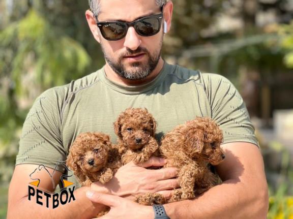 فروش توی پودل