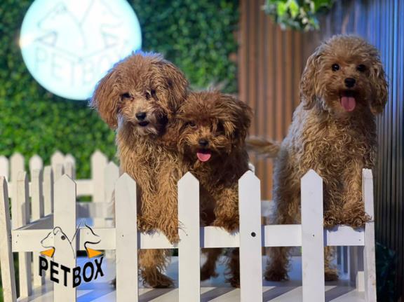 روش توله های توی پودل