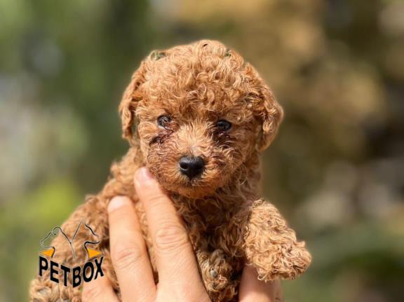 فروش توله ی توی پودل