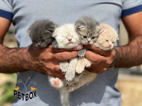 گربه های اسکاتیش 