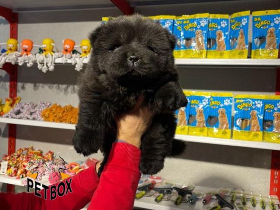 فروش توله ی چاوچاو