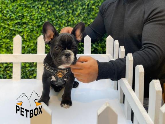 توله ی فرنچ بولداگ