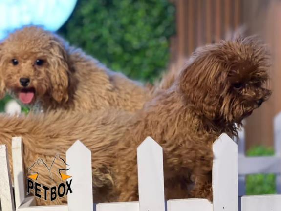 فروش توله های توی پودل