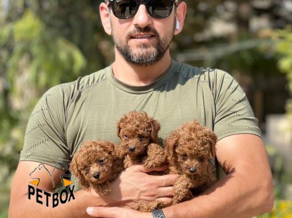 فروش توله های توی پودل