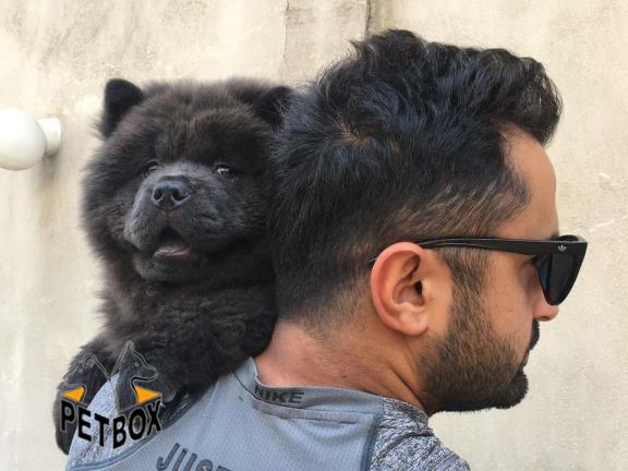 فروش توله ی چاوچاو