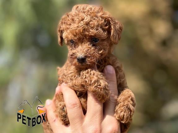 فروش توله های توی پودل