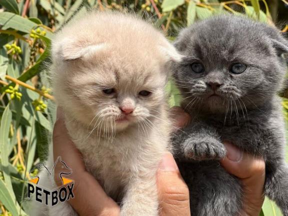 فروش گربه های اسکاتیش