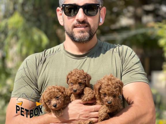 فروش توله های توی پودل