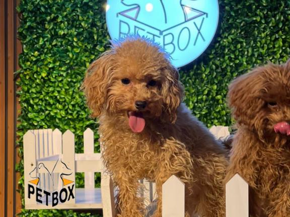 فروش توله های توی پودل