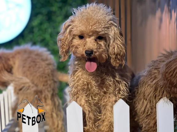 فروش توله های توی پودل