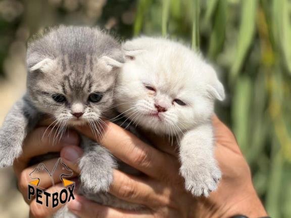 فروش گربه های اسکاتیش