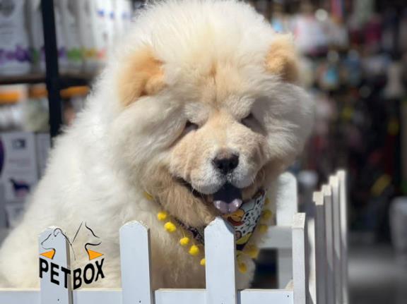 فروش توله های چاوچاو