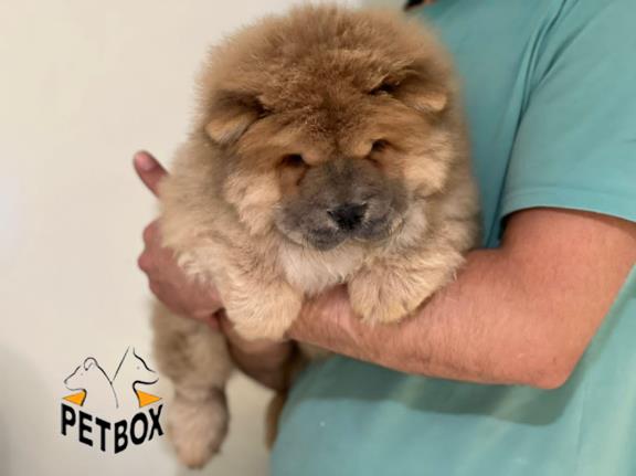 فروش توله ی چاوچاو