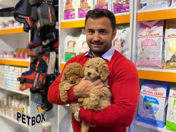 فروش توله های توی پودل