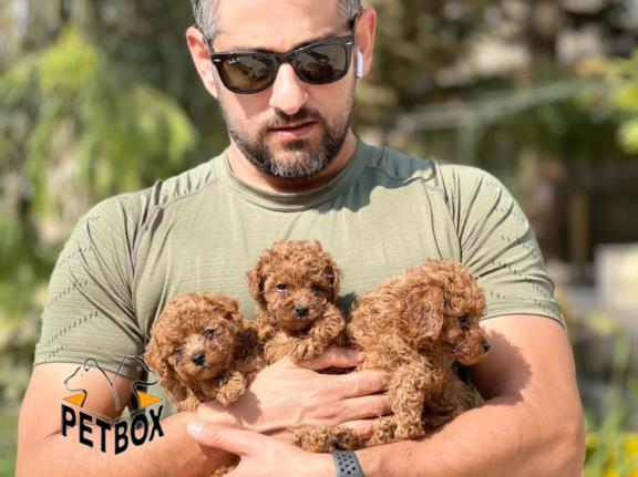 فروش توله ی پودل