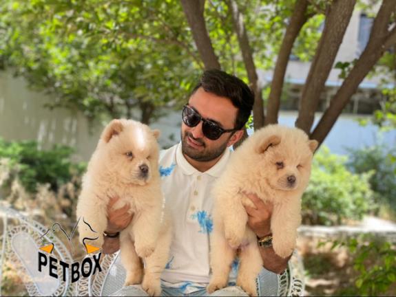 فروش توله های چاوچاو