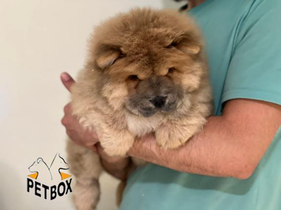 فروش توله های چاوچاو