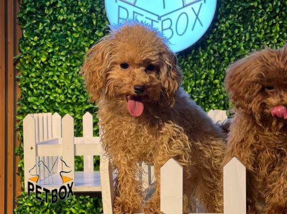 فروش توله های توی پودل