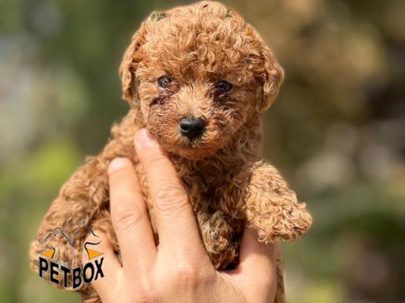 فروش توله های توی پودل