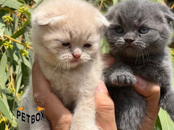 فروش گربه های اسکاتیش