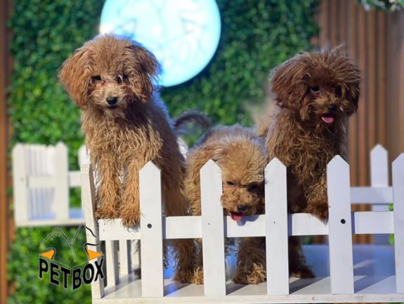 فروش توله های توی پودل