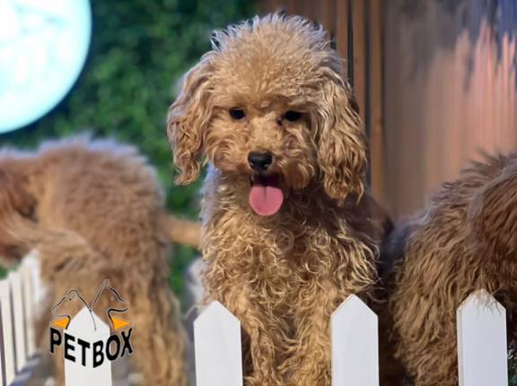 فروش توله های توی پودل