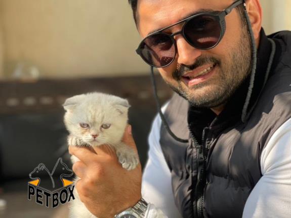 فروش گربه های اسکاتیش