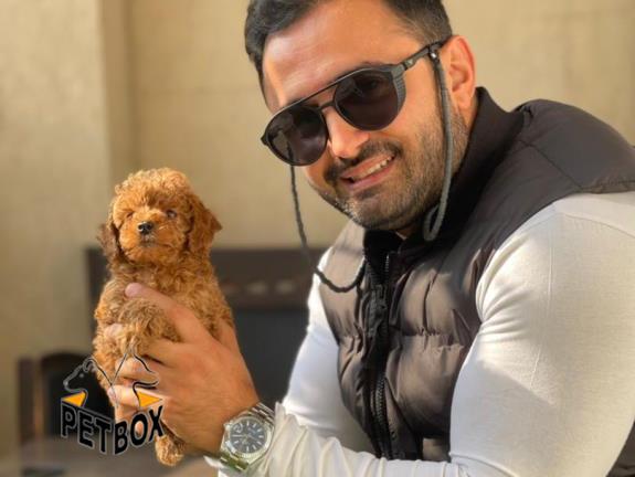 فروش توله های توی پودل