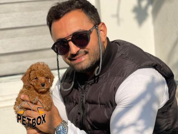 فروش توله های توی پودل