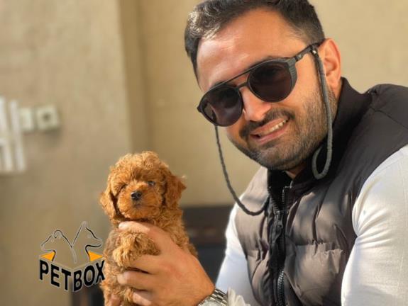 فروش توله های توی پودل