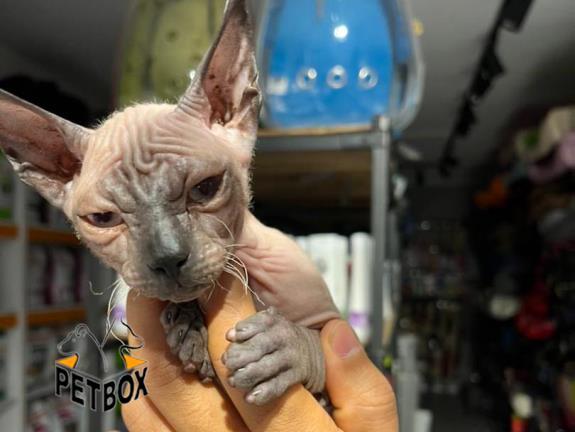 فروش گربه های اسفینکس 