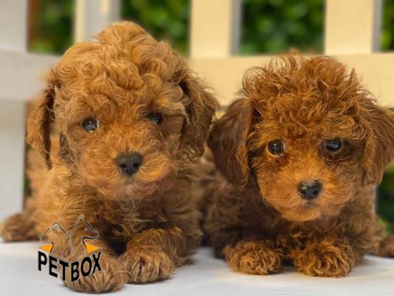 فروش توله های توی پودل