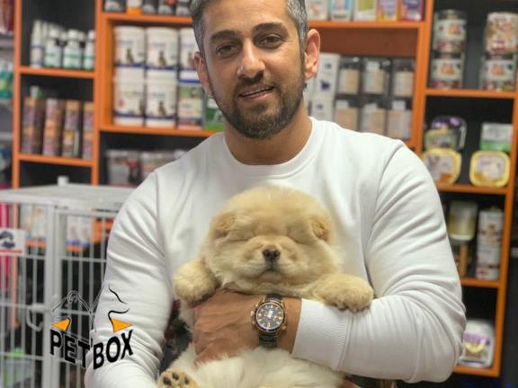 فروش توله های چاوچاو