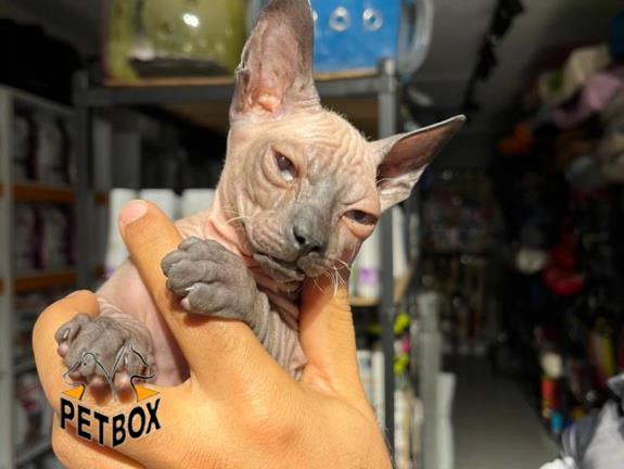 فروش گربه های اسفینکس 