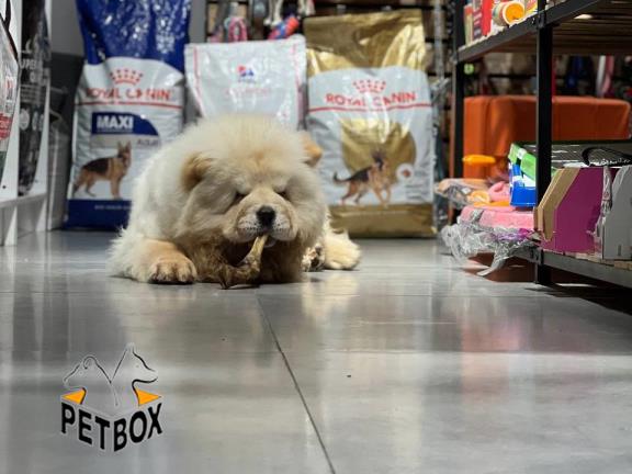 فروش توله های چاوچاو