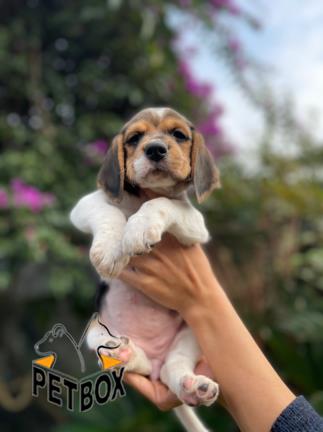 فروش توله های تری کالر بیگل - فروش سگ بیگل