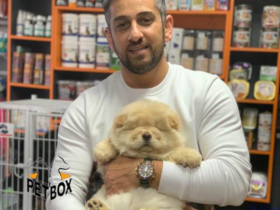 فروش چاوچاو رنگ شیری